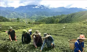 Lai Châu xây dựng vùng nguyên liệu gắn với nhà máy chế biến chè