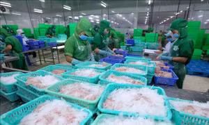 Giữ vững vị thế sản phẩm chủ lực cho cá tra Việt Nam