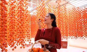 Lạc bước trong vườn hồng treo gió Đà Lạt