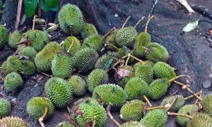 Lâm Đồng: Khuyến cáo không thu hoạch sầu riêng non