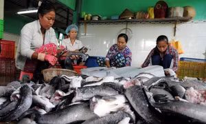 Giá cá lóc ở Trà Vinh tăng cao