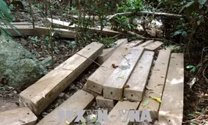 Chờ kết quả điều tra vụ phá rừng trái phép tại Ngân Sơn, Bắc Kạn
