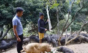 Hợp tác xã chăn nuôi '3 không' thân thiện với môi trường