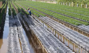 Vựa hoa Sa Đéc chuẩn bị hơn 3 triệu giỏ hoa cảnh phục vụ Tết 2019