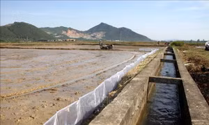 Chủ động đảm bảo nguồn nước tưới vụ lúa Hè Thu 2021