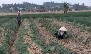 Hải Dương thu hoạch và tiêu thụ rau màu giúp nông dân vùng dịch bị phong tỏa