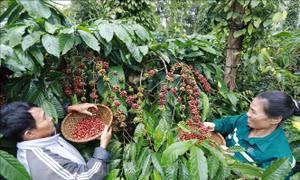 Liên kết sản xuất nông nghiệp nâng cao đời sống nông hộ