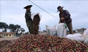 Quản lý chỉ dẫn địa lý 'Buôn Ma Thuột' cho cà phê Robusta