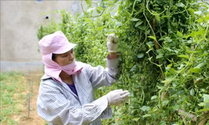 Sản xuất, kinh doanh thực phẩm an toàn ở huyện miền núi Quan Hoá