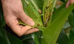 Khuyến cáo người dân không chủ quan với sâu keo mùa thu