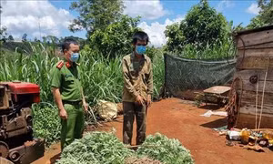 Bắt quả tang các nhóm đối tượng trồng trái phép hơn 2.600 cây cần sa