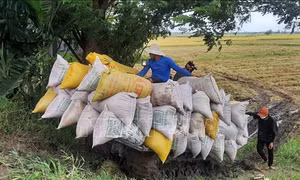Lúa Thu Đông được mùa, giá cao