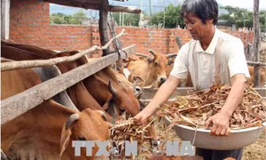 Cần thêm động lực phát triển vùng dân tộc thiểu số và miền núi Ninh Thuận