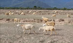Thúc đẩy phát triển kinh tế - xã hội vùng căn cứ cách mạng Bác Ái