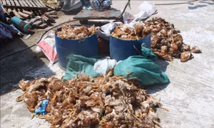 Ném đá vào trang trại nuôi gà làm khoảng 1.200 con gà bị chết