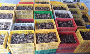 Liên tiếp phát hiện các vụ vận chuyển gia cầm trái phép