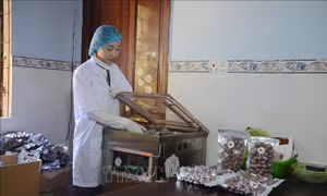 Nữ 9x khởi nghiệp thành công với cây mắc ca