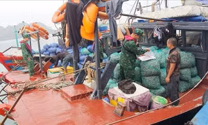 Quảng Ninh: Bắt giữ 3 tàu khai thác thủy sản trái phép
