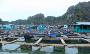 Giải quyết bất cập giữa phát triển nuôi trồng thủy sản với bảo tồn quần đảo Cát Bà