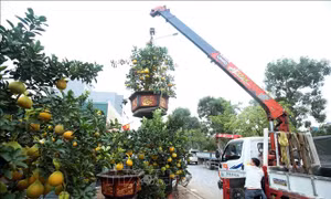 Rực rỡ chợ hoa Xuân Kỷ Hợi 2019