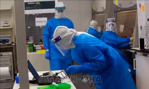 Israel: Vaccine phòng lao có thể hỗ trợ phòng bệnh COVID-19