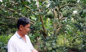 Giá bưởi da xanh dịp Tết có thể tăng 20% do khan hàng
