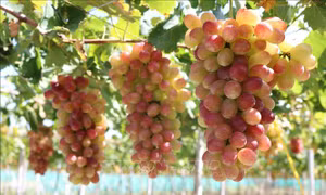 Trồng nho 'ba màu' giúp nông dân Ninh Thuận tăng thu nhập