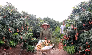 Khai thác các thị trường tiêu thụ vải thiều
