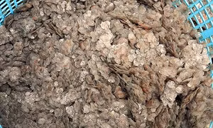 Dân làng khô cá không biết thương lái thu mua vảy cá lóc làm gì