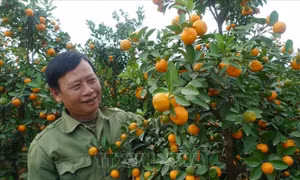 Niềm vui vụ Tết của người trồng quất cảnh ở Thanh Hà 