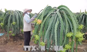 Giải pháp tiết kiệm điện cho thanh long ra hoa trái vụ