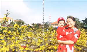 28 tháng Chạp, thị trường hoa xuân Quảng Bình vẫn vắng khách mua