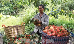 Nâng cao chuỗi giá trị trái cây đặc sản - Bài 2: Chất lượng sản phẩm gắn liền thị trường