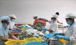 Bạc Liêu đặt mục tiêu xuất khẩu tôm đạt 1,2 tỷ USD