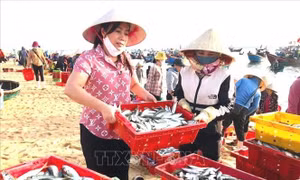 Những ân tình hướng về vùng dịch
