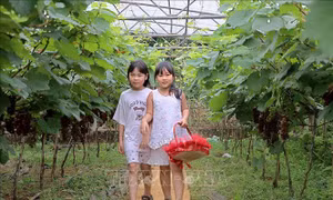 Hiệu quả từ những mô hình phát triển nông nghiệp gắn với du lịch