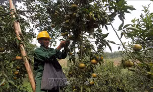 Bắc Kạn tìm đầu ra cho nông sản