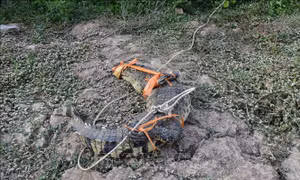 Bắt được cá sấu nặng gần 100 kg trong rừng phòng hộ ven biển