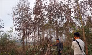 Vụ hàng ngàn cây thông rừng ở Lâm Đồng bị hạ độc: Chủ rừng đơn độc, chính quyền 'kêu khó'
