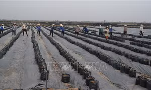 Đầu tư vào nông nghiệp công nghệ cao - Bài 1: Khó tiếp cận nguồn lực
