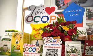 Gạo đặc sản ST25 được xếp hạng OCOP 5 sao