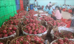 Xây dựng chuỗi liên kết - tiêu thụ thanh long xuất khẩu