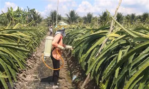 Tiền Giang xây dựng vùng chuyên canh cây ăn quả ứng phó hạn mặn