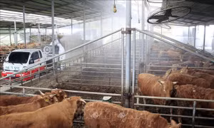 Hàn Quốc họp khẩn để ngăn lây lan bệnh lở mồm long móng ở bò sữa