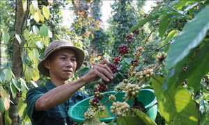 Định vị thương hiệu cho thành phố Buôn Ma Thuột, tỉnh Đắk Lắk