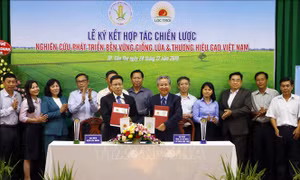 Doanh nghiệp và nhà khoa học 'bắt tay' phát triển bền vững giống lúa