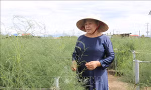Bí quyết thành công của người phụ nữ Chăm luôn vì cộng đồng