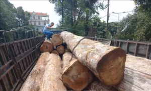 Khởi tố hai đối tượng vận chuyển trái phép hàng chục mét khối gỗ Kơnia