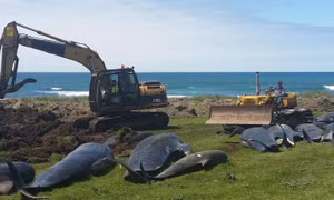 Hơn 50 cá voi chết do mắc cạn tại New Zealand