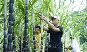 Giảm nghèo hiệu quả ở Mường Ảng